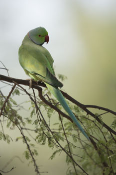 parakeet
